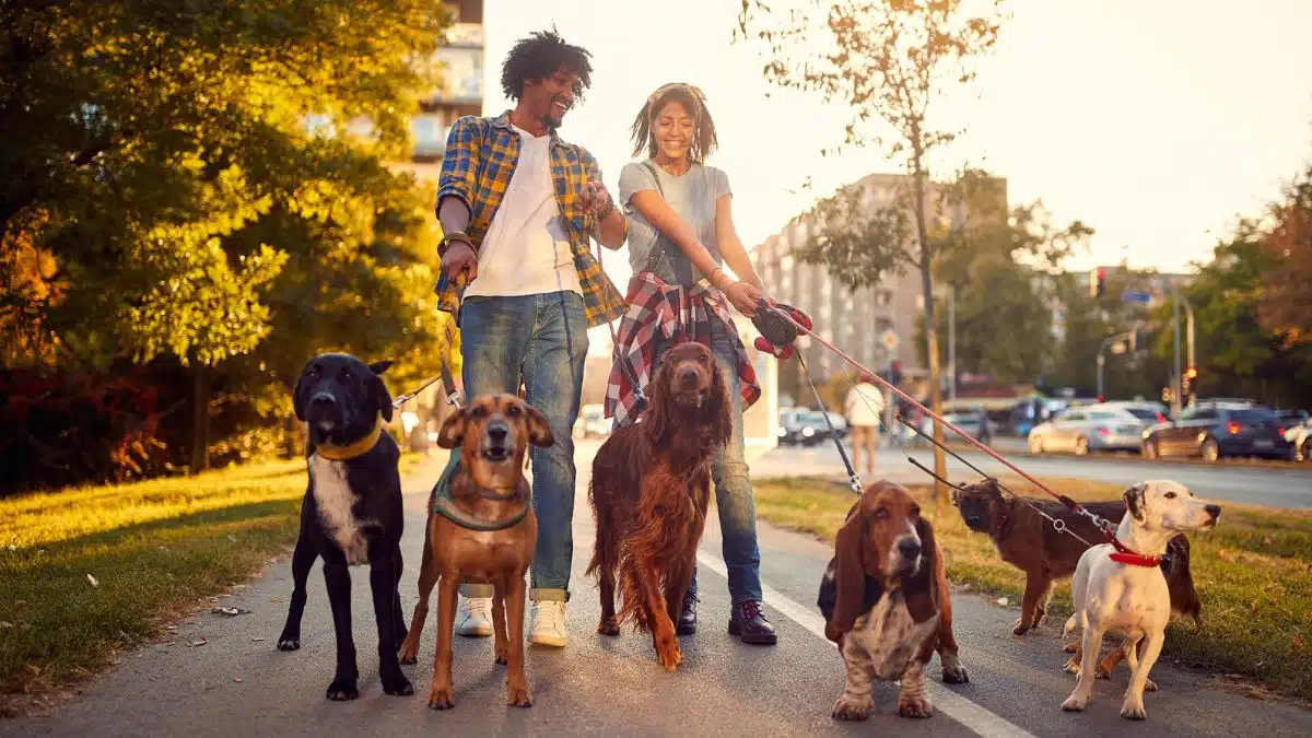 couple walking many dogs